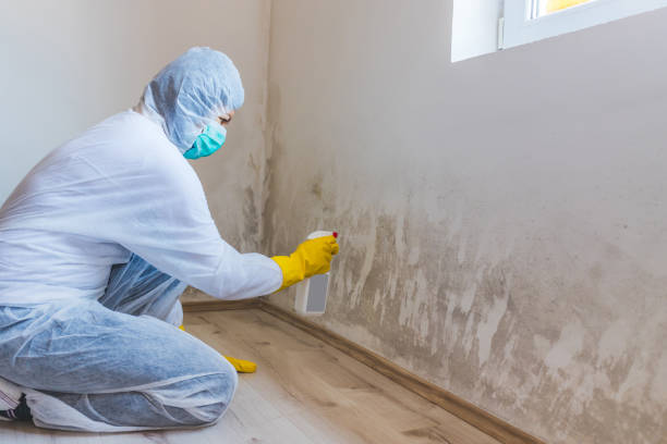 Licensed Mold Testing service in Boxborough, MA - WQB Mold Removal